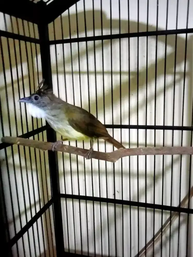 Cucak jenggot jawa barat mulus