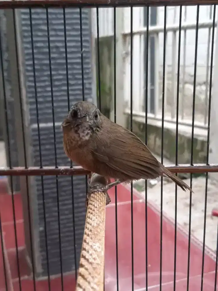 Wambie mini jantan mulus