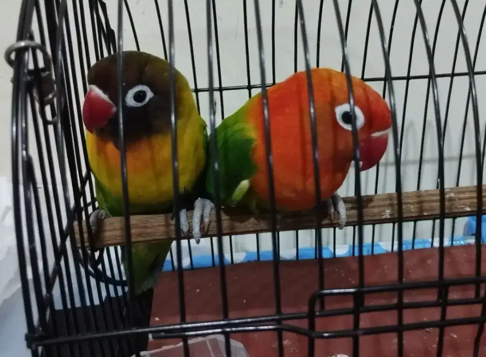 Lovebird produksi sepasang
