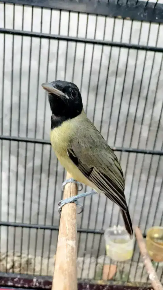 Samyong jantan burung 1001 suara