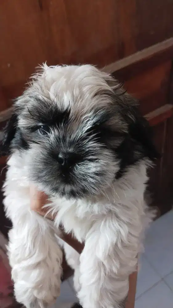 Shihtzu jantan non vaksin