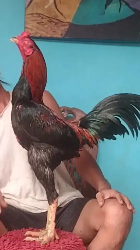 Ayam jago Bangkok mangon