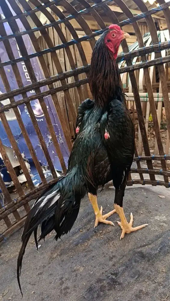 Ayam bangkok koyngon