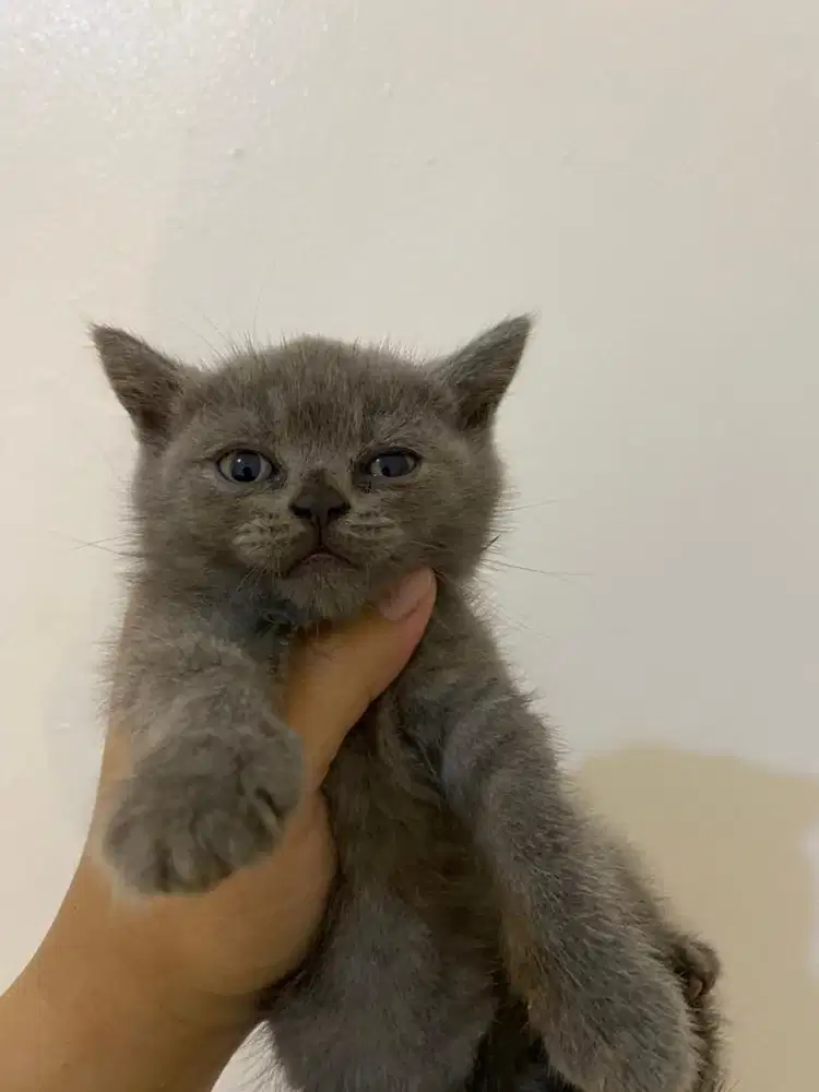 Open adopt kucing Bristih Shorthair BSH