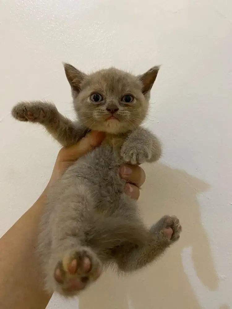 Open adopt Kitten British Shorthair BSH
