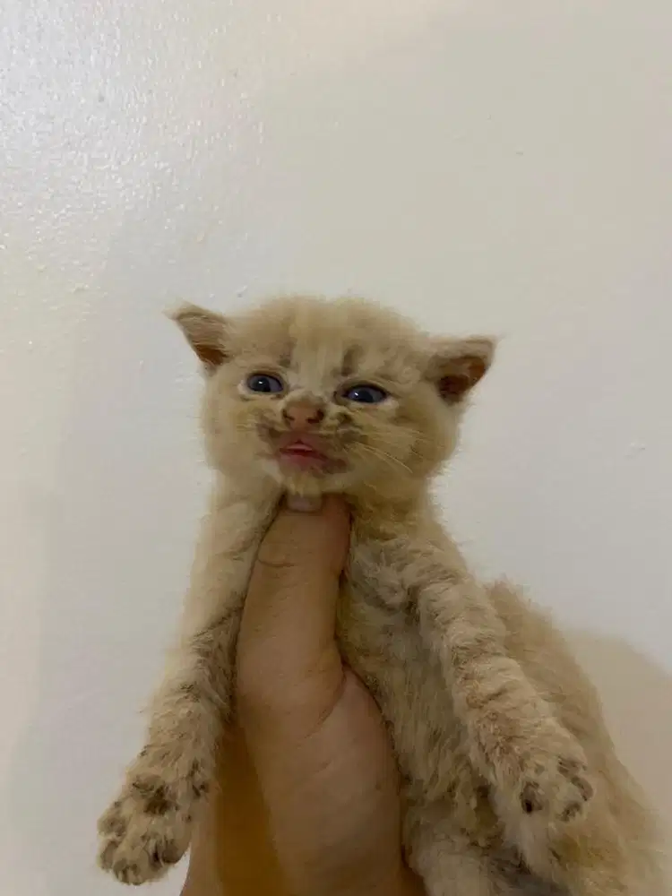 Open adopt kitten British Shorthair BSH