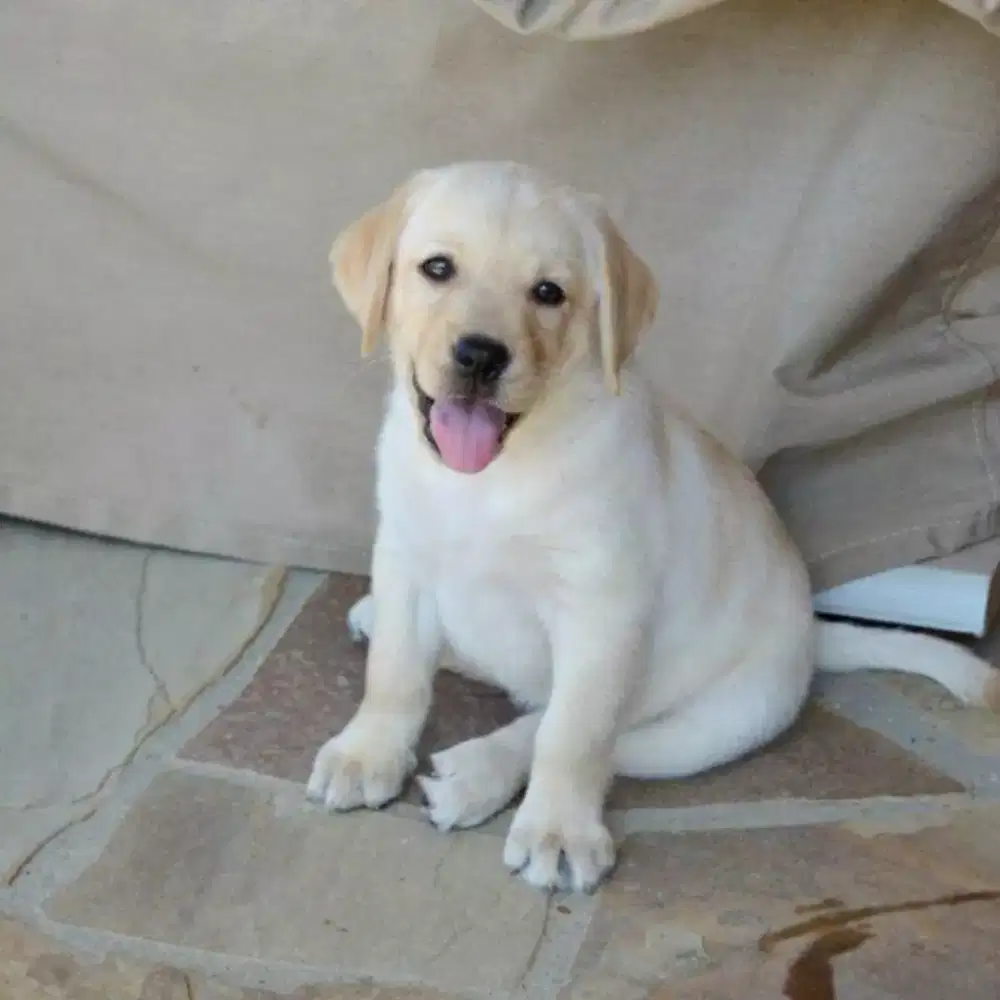 ANJING LABRADOR RETRIEFER