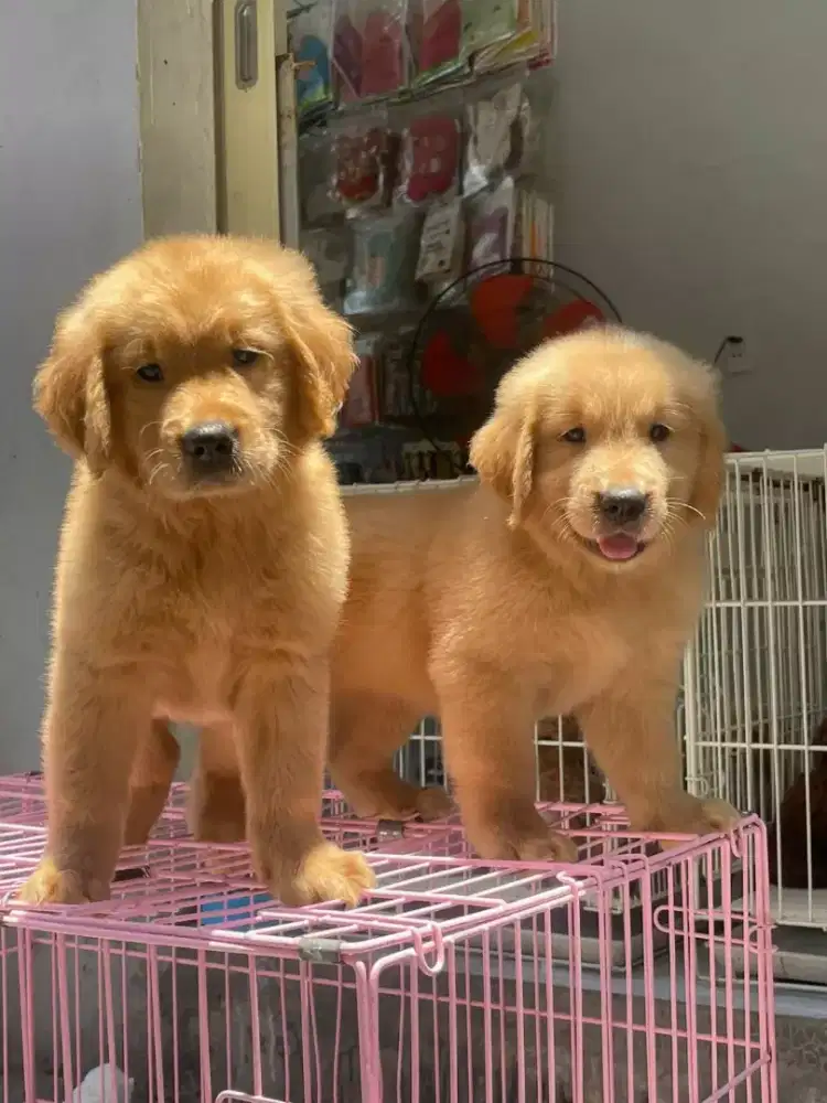ANJING GOLDEN PUPPY