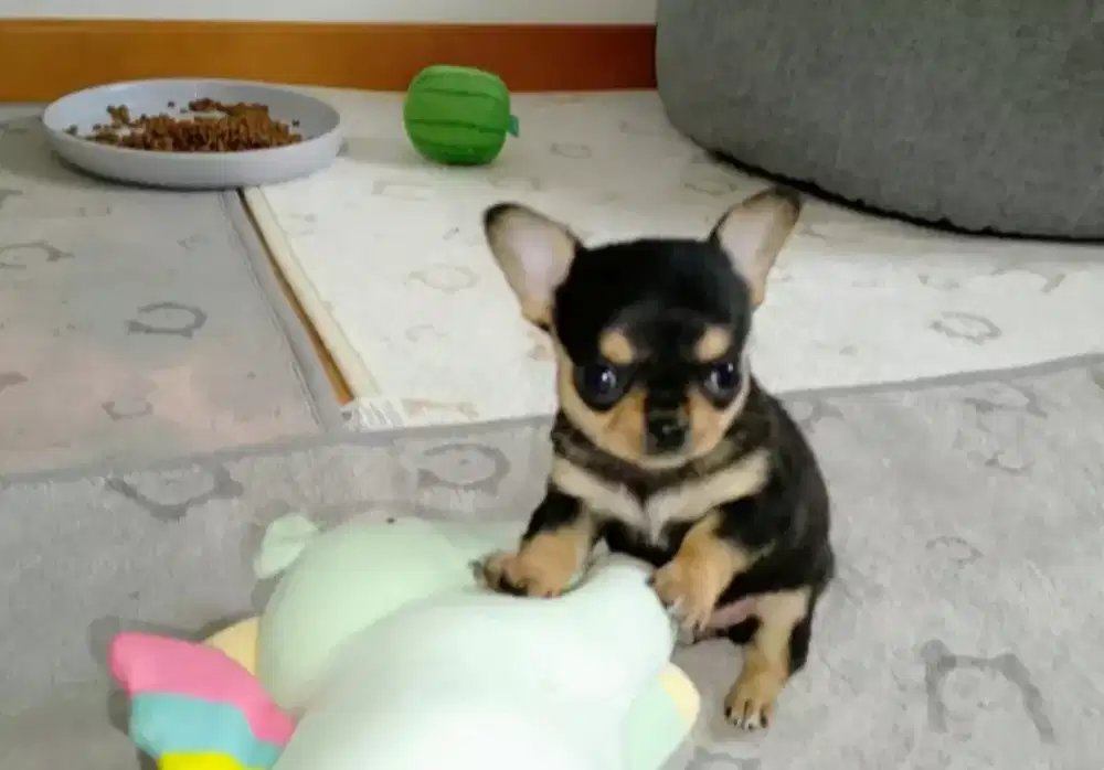 ANJING CHIHUAHUA