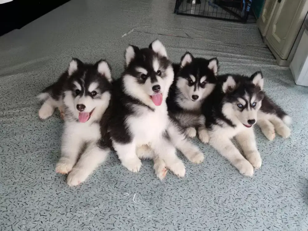 ANJING SIBERIAN HUSKY