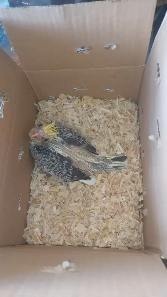 Khusus hari ini burung falk lolohan mutiara