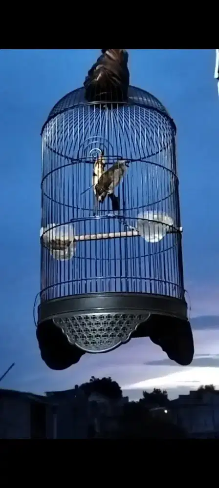 Crukcukan Rawatan dari Loloh