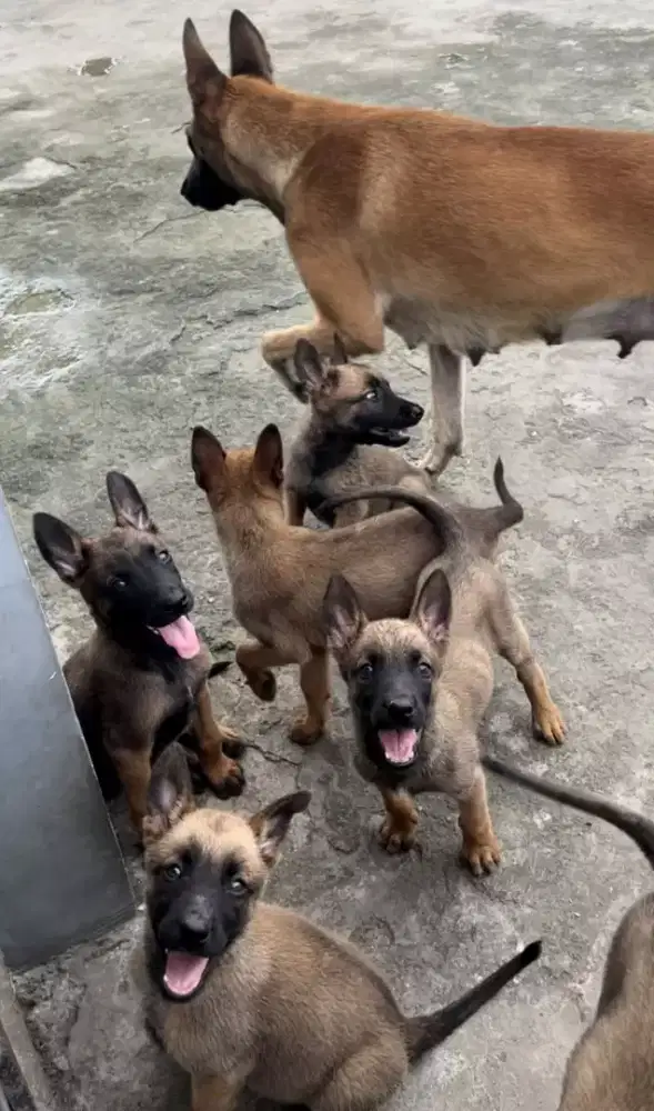 ANJING BELGIAN MALINOISS