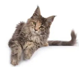 Kucing Pemalas Jenis Persia Maine Coon 6 Bulan.