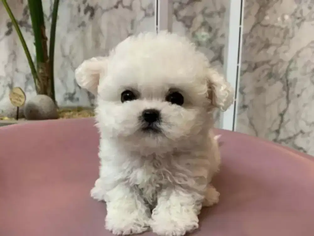 ANJING MALTESE MIX POM