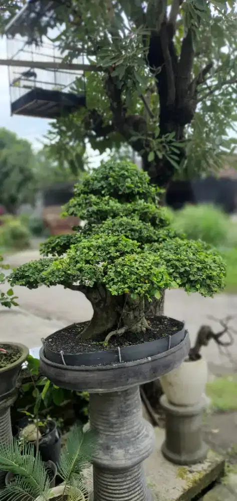 Bonsai serut siap pajang