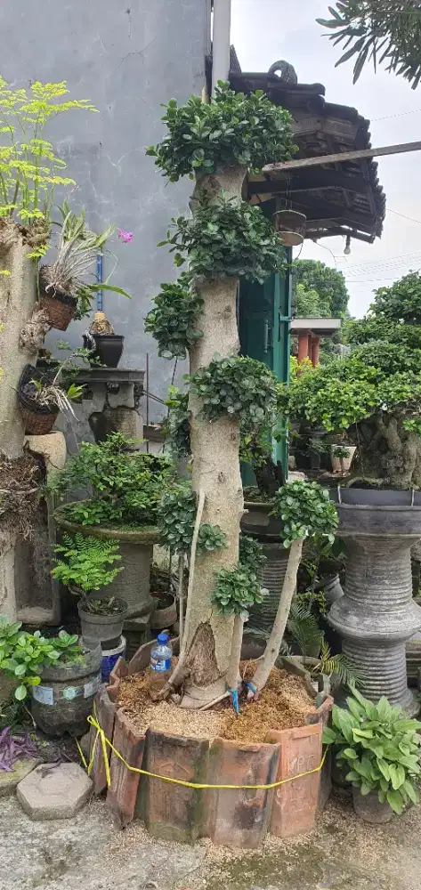 Bonsai taman dollar micro