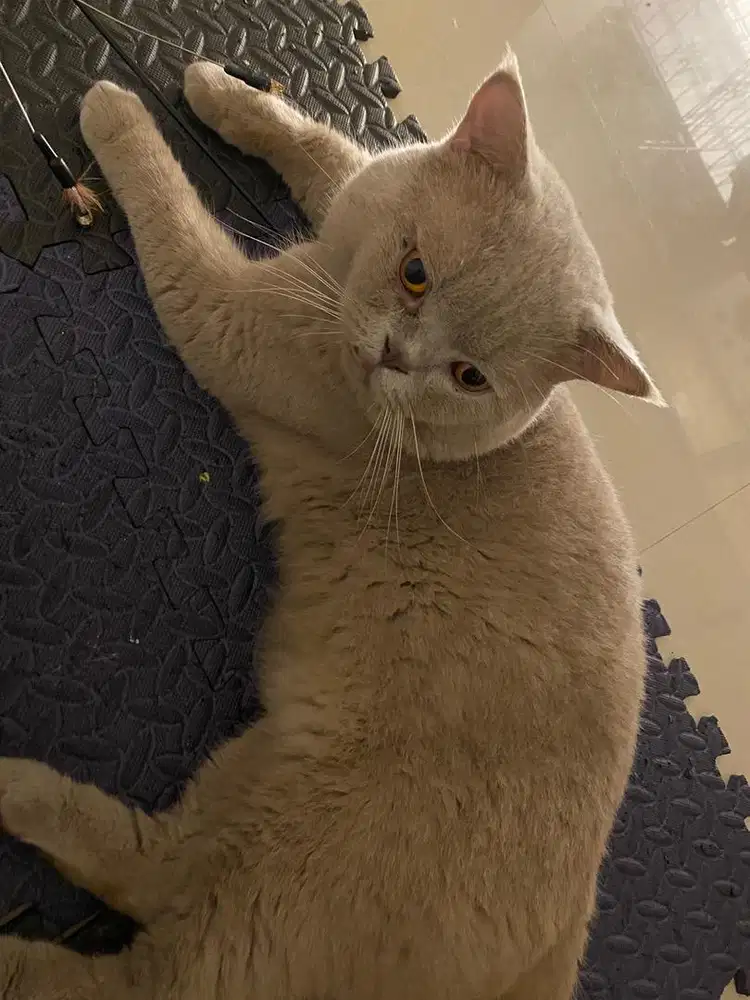 Jasa Pacak BSH British Shorthair Lilac