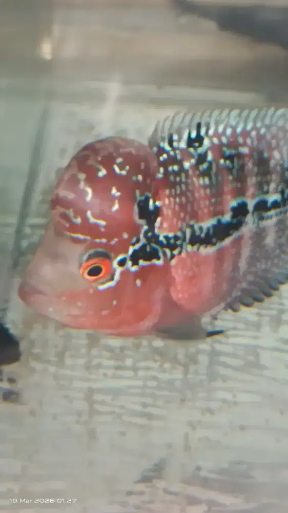 Louhan female srd baru buang telur