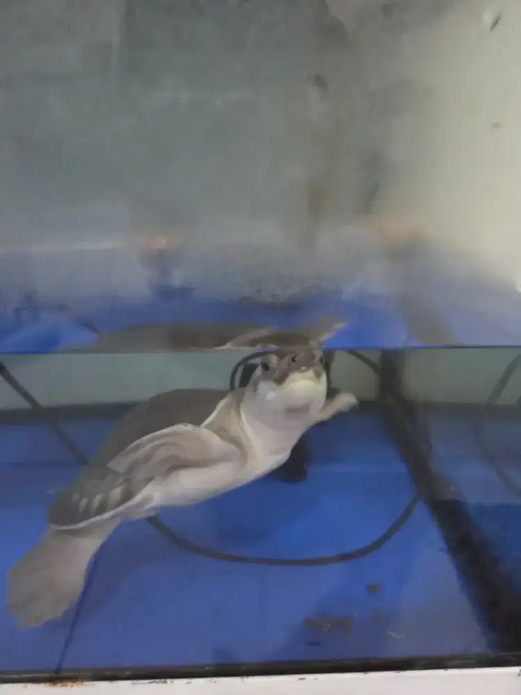 Aquarium rak tingkat 2 beserta isi nya