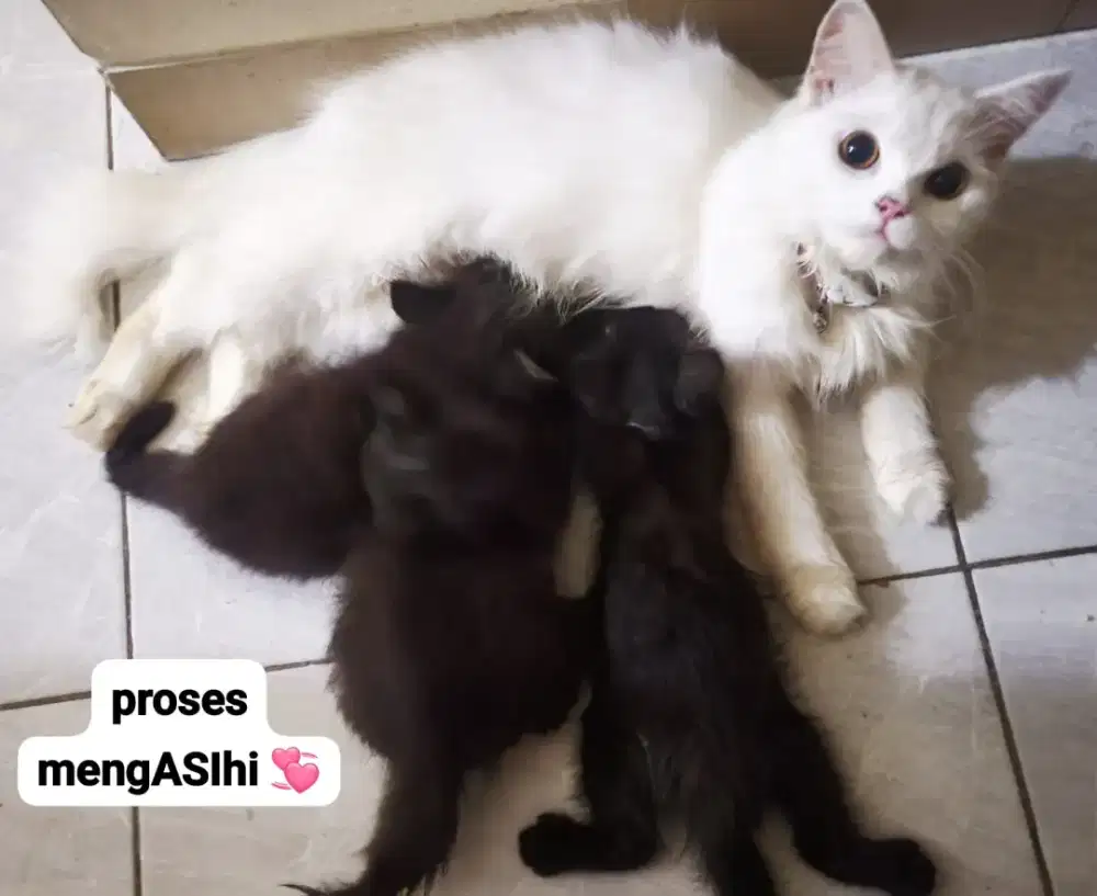 OPEN ADOPT – KITTEN BSH MIX PERSIA