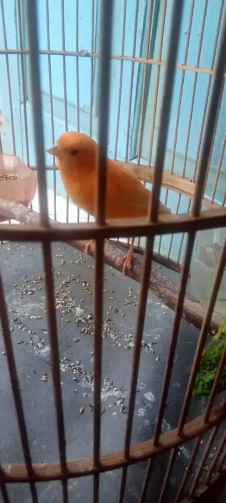 Dijual kenari merlok remajaan gacor 1000% jantan