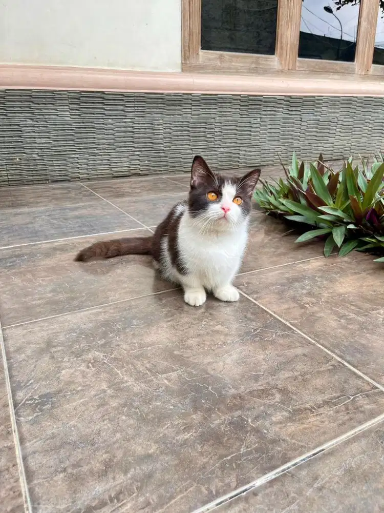 Kucing british shorthair munchkin bsh kitten