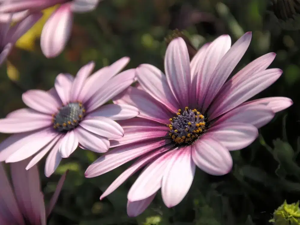 JUAL CEPAT, RUMAH 2 LANTAI, LT 465 M2, LOKASI PREMIUM STRATEGIS, PANCORAN INDAH, JAKARTA SELATAN