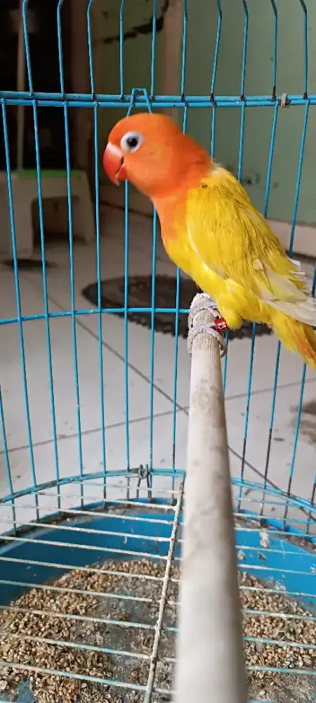 Biola pastel , no cemong