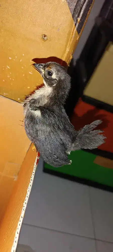 Anak ayam seramah berkualitas