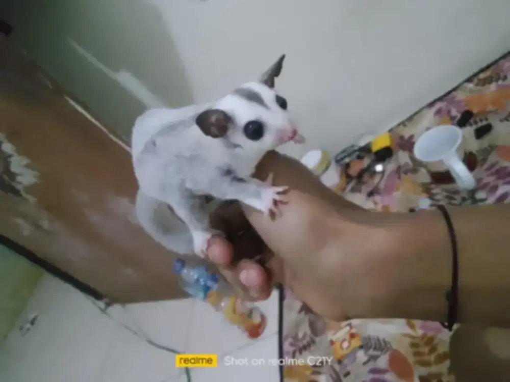 Sg platinum jantan, umur 2 bulan