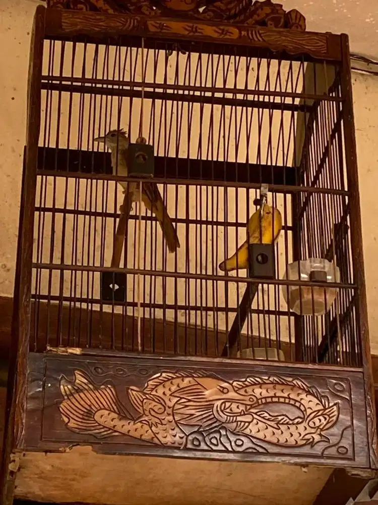 Burung Kapas Tembak Rawatan Rajin