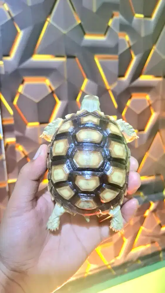 SUKCATA MOCCA MODE AMAN 9-10 CM