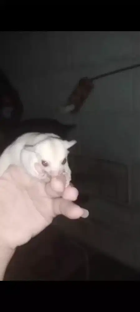 Sugar Glider Creamino