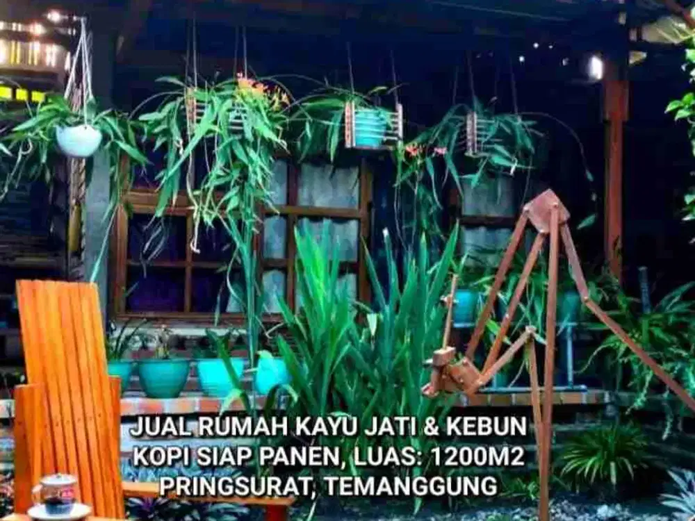 DIJUAL RUMAH + KEBUN KOPI SIAP PANEN, PRINGSURAT TEMANGGUNG