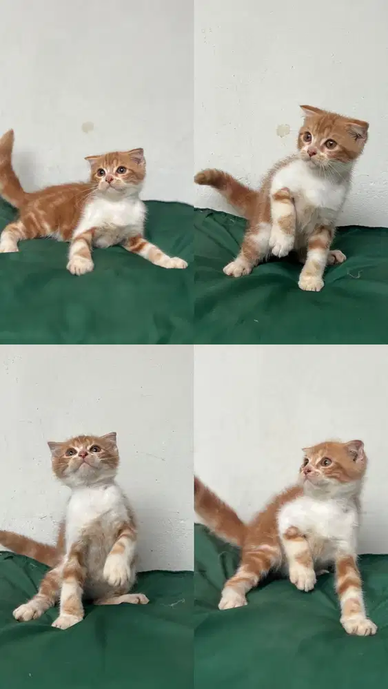 Kucing Scottish fold ( single fold jantan )