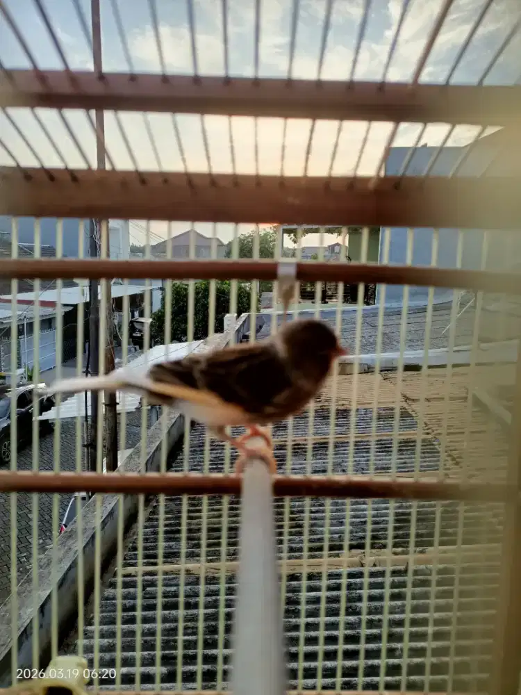 Kenari riwikan jantan