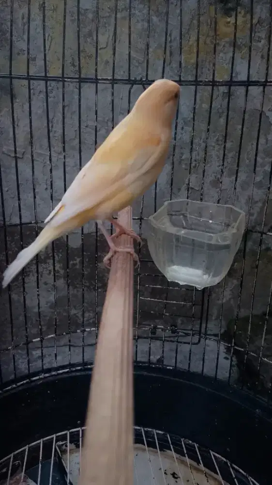 Burung kenari Loper Jantan