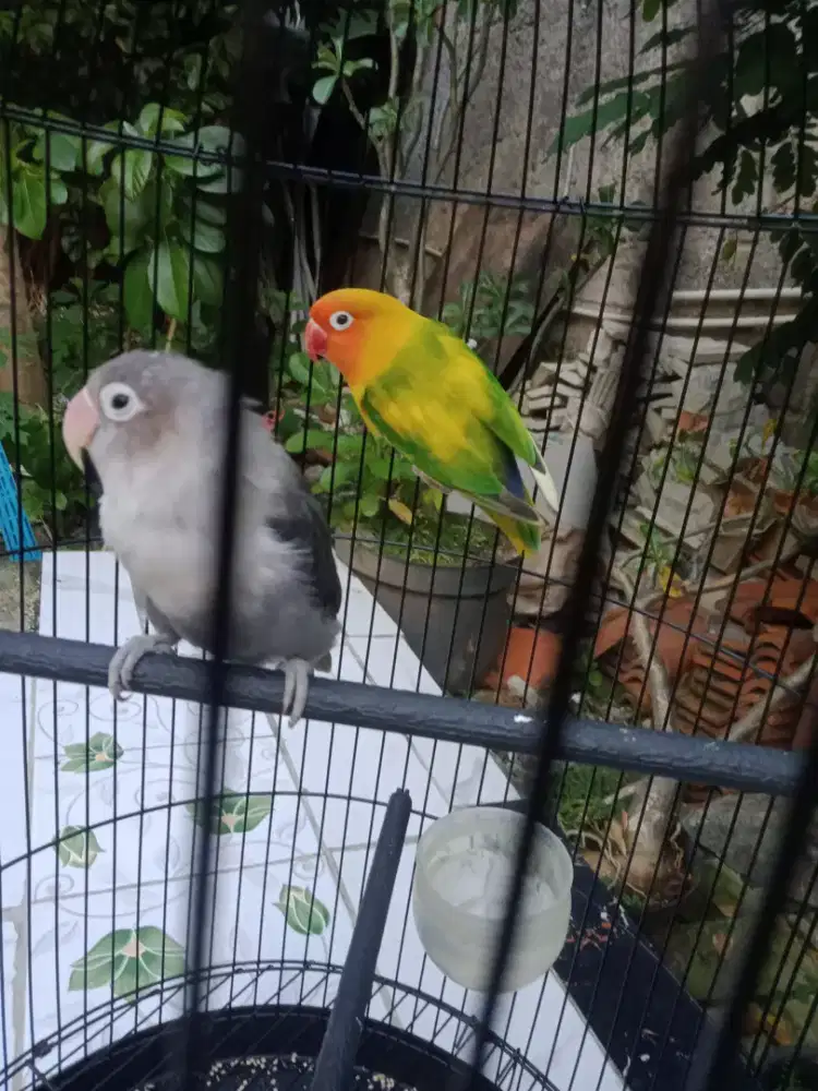 Jual Burung Lovebird Love Bird Batman dan GS Sepasang Burja