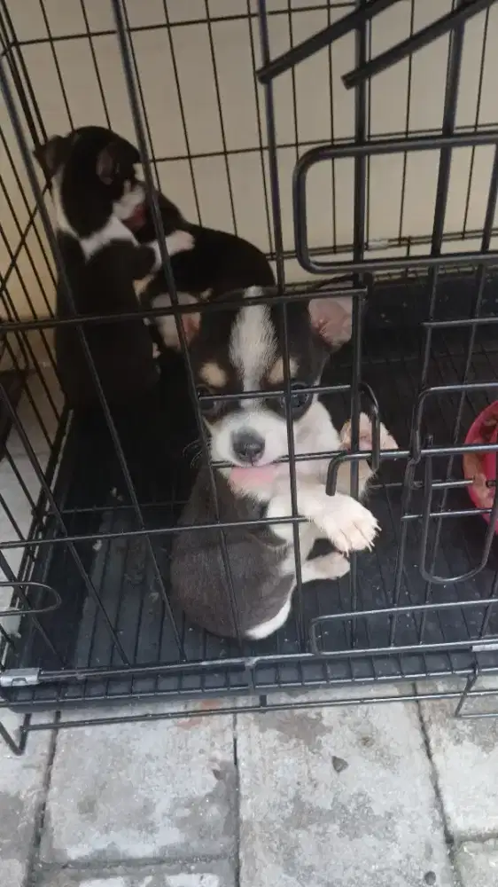 Anjing Cihuahua TeaCup Stb Betina Jantan