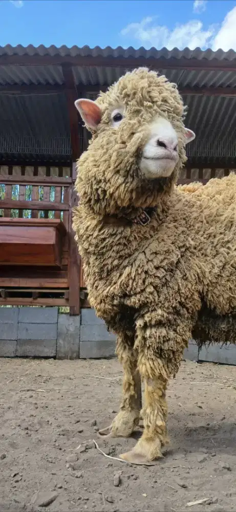Domba merino batur