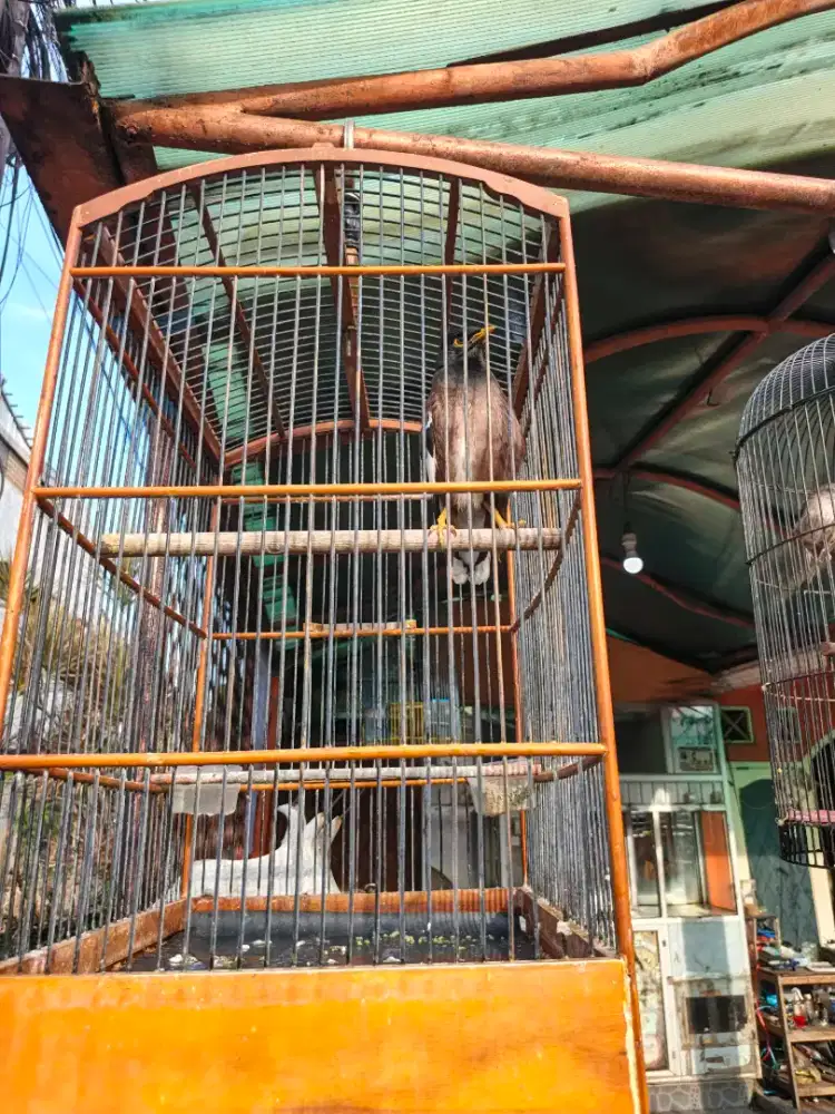 Jalak Nias rajin bunyi Fs