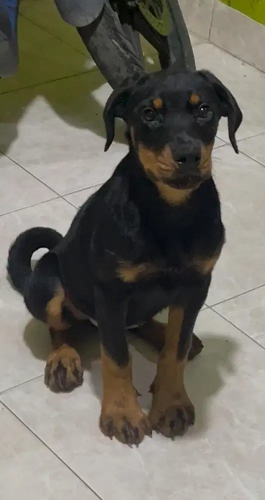 Puppy rottweiller