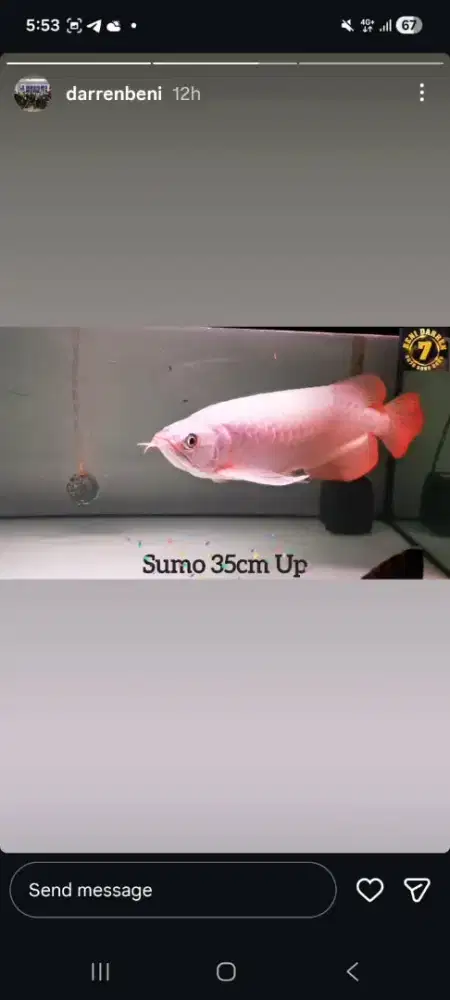 Super red sumo 35 cm up