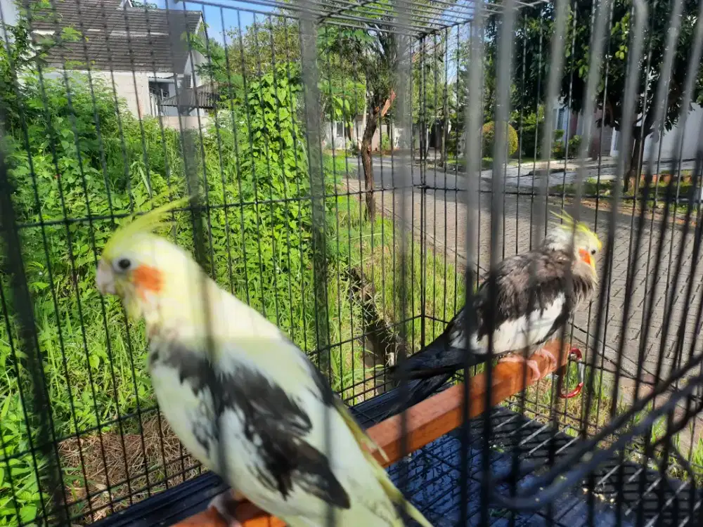 Sepasang falk australia