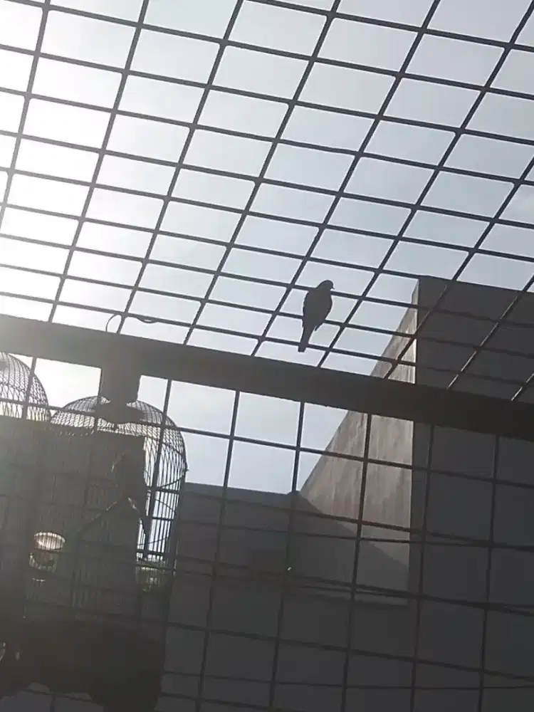 Perkutut lokal alam liar