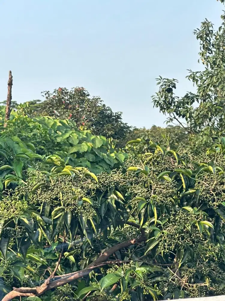 Jasa bersih bersih rumah