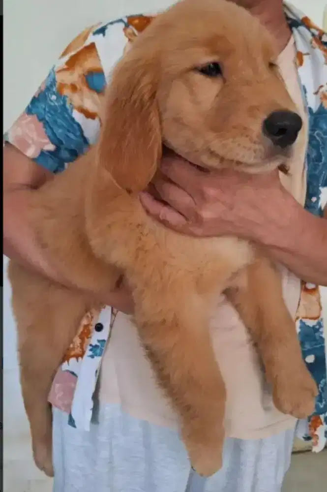 Anakan Golden Retriever Stanboom