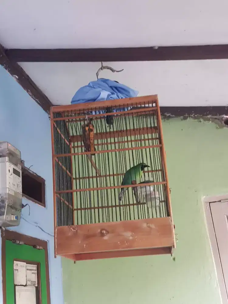 lovebird gede panjang gacor