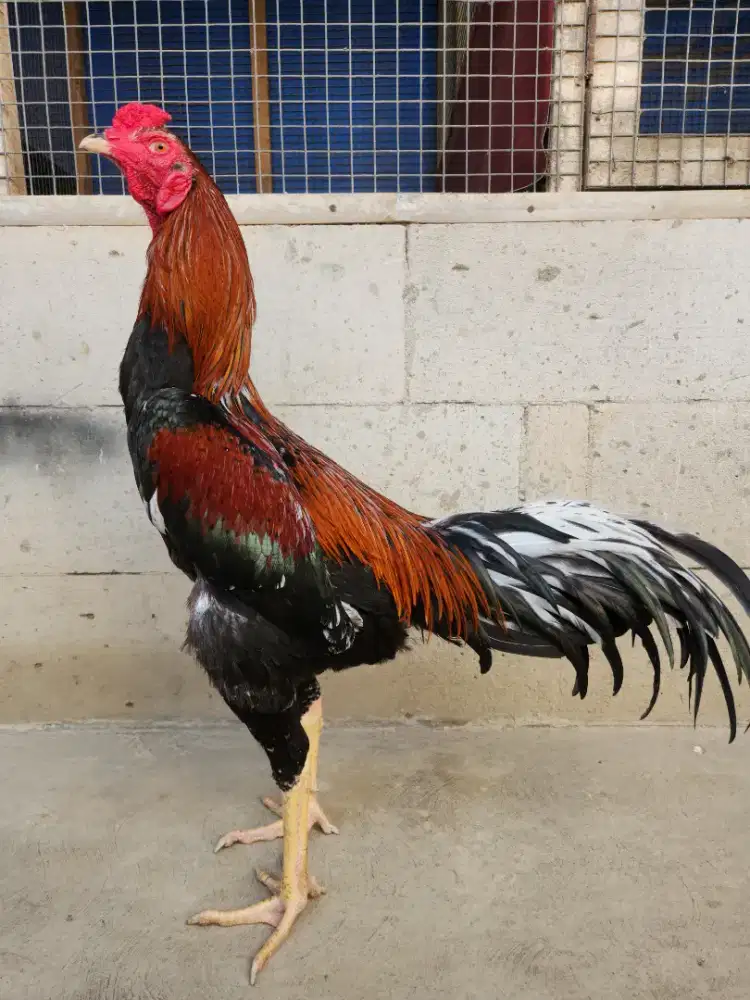 Ayam bangkok klasik x koy tehnik ngalung lok pukul keras